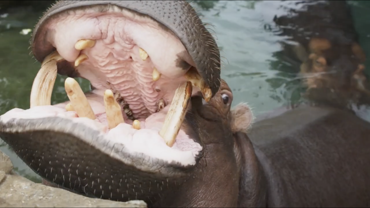 Watch Tales of Two Minutes | America's Greenest Zoo 